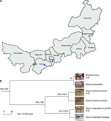 The diversity analysis and gene function prediction of intestinal bacteria in three equine species